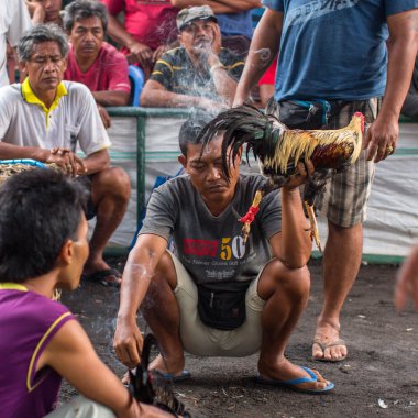 Yerliler sırasında geleneksel horoz dövüşü