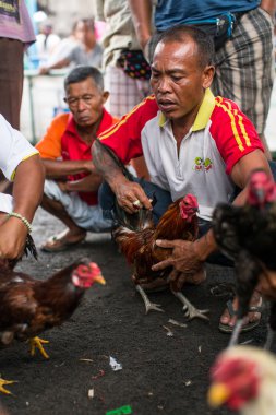 Yerliler sırasında geleneksel horoz dövüşü