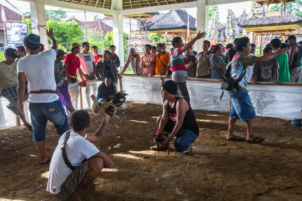 Locales durante peleas de gallos tradicionales —  Fotos de Stock