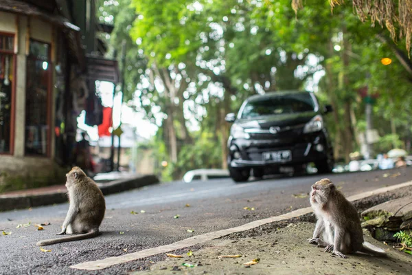 ウブドの中心部の路上のサル — ストック写真