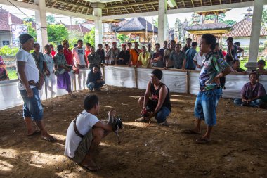 Yerliler sırasında geleneksel horoz dövüşü