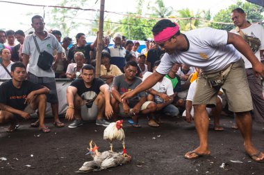 Yerliler sırasında geleneksel horoz dövüşü
