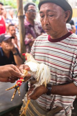 İnsanlar geleneksel horoz dövüşü yarışma sırasında