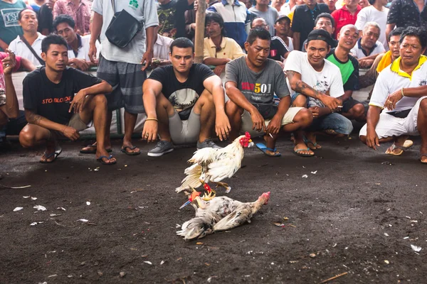 Yerliler sırasında geleneksel horoz dövüşü