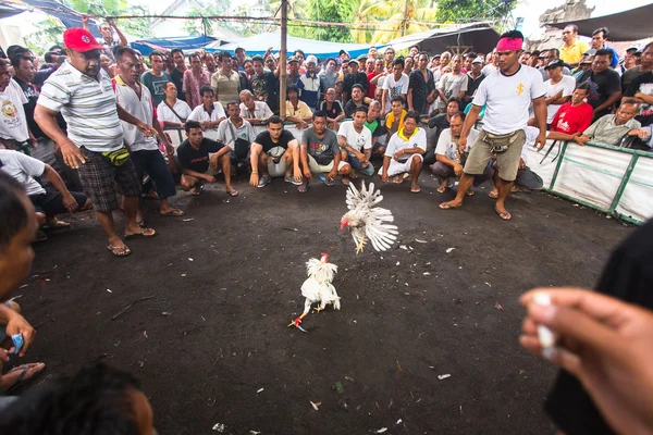 Locals during traditional cockfighting — Stock Photo, Image