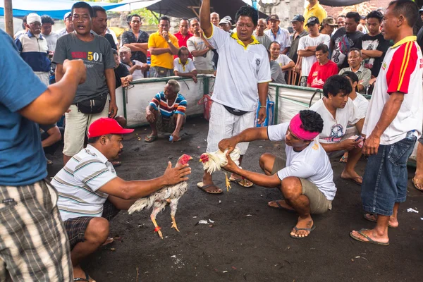 Locales durante peleas de gallos tradicionales —  Fotos de Stock