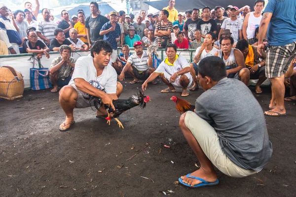 Locales durante peleas de gallos tradicionales —  Fotos de Stock