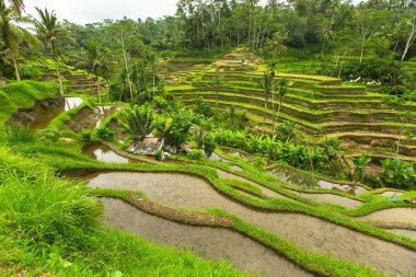 Ubud yeşil pirinç terasları