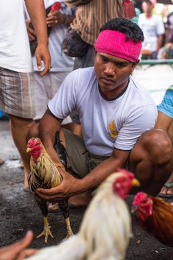 Yerliler sırasında geleneksel horoz dövüşü.