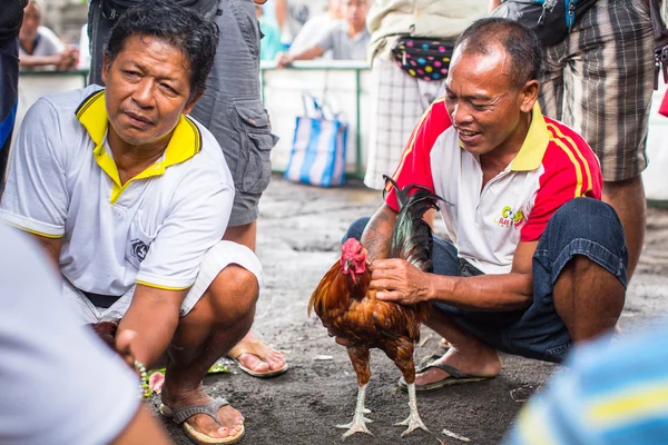 Locals during traditional cockfighting. — Stock Photo, Image
