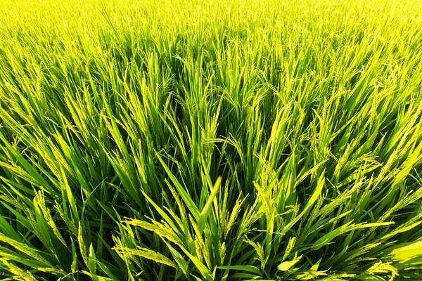 Campo de arroz verde. — Foto de Stock