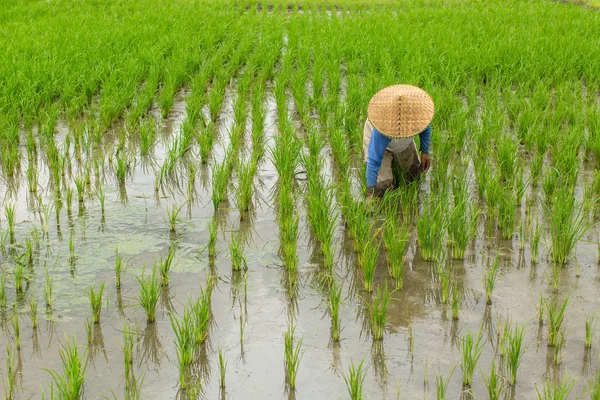 Agricultor en los campos de arroz — Foto de Stock
