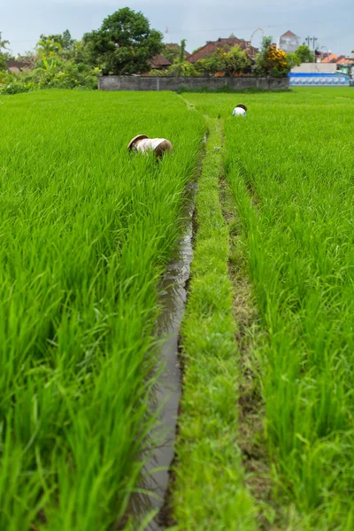 Agricultores nos campos de arroz . — Fotografia de Stock