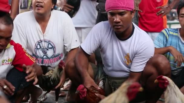 Lokale bevolking tijdens de traditionele hanengevechten. — Stockvideo