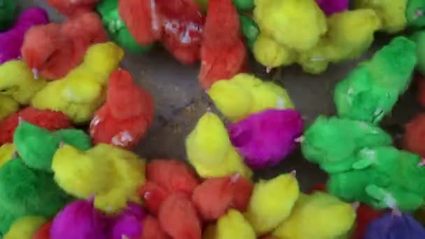 Los pollos están pintados en diferentes colores — Vídeos de Stock