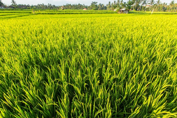 Yeşil pirinç tarlası