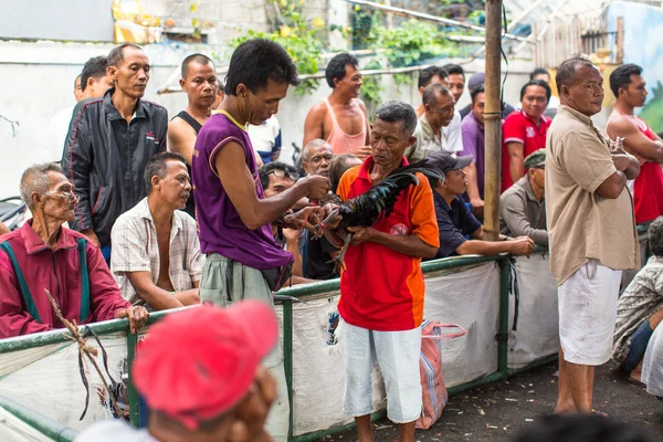 Lokale bevolking tijdens de traditionele hanengevechten. — Stockfoto