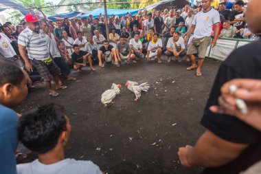 Yerliler sırasında geleneksel horoz dövüşü.