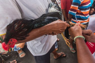 Yerliler sırasında geleneksel horoz dövüşü.