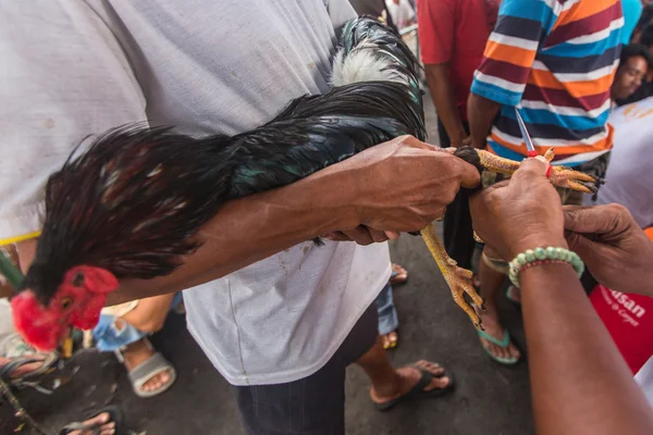 Les habitants pendant les combats de coqs traditionnels . — Photo