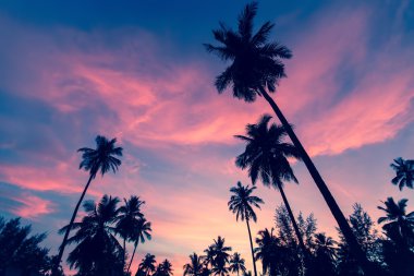 ve palmiye ağaçlarının Silhouettes