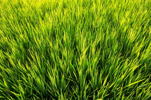 세균된 쌀 필드 — 스톡 사진