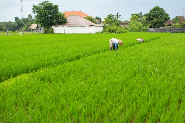 Οι αγρότες στον τομέα του ρυζιού — Φωτογραφία Αρχείου