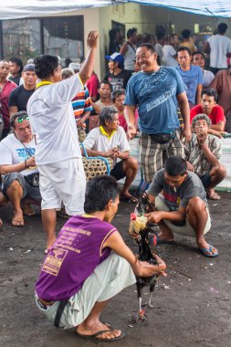 geleneksel horoz dövüşü sırasında insanlar