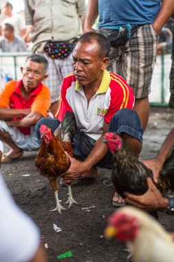 geleneksel horoz dövüşü sırasında insanlar