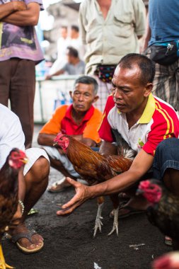  Yerliler sırasında geleneksel horoz dövüşü