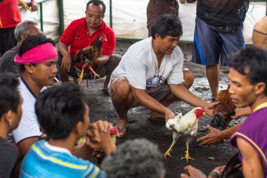  Yerliler sırasında geleneksel horoz dövüşü