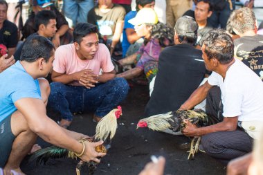 Yerliler sırasında geleneksel horoz dövüşü.