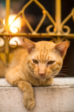 Kızıl saçlı açık havada kedi güneşte tadını çıkarma 