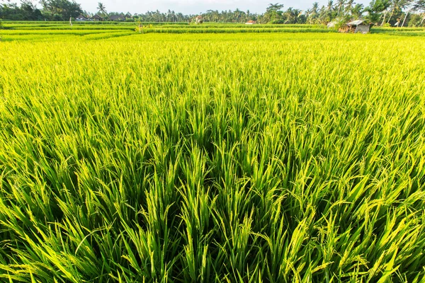 Reisfeld in Indonesien. — Stockfoto