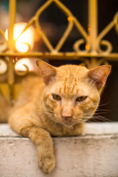 红发户外晒太阳的猫 — 图库照片
