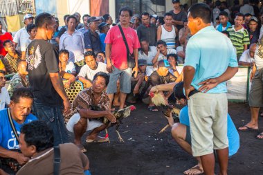 Yerliler sırasında geleneksel horoz dövüşü.