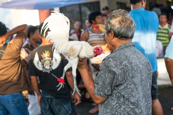 Lokale bevolking tijdens de traditionele hanengevechten. — Stockfoto