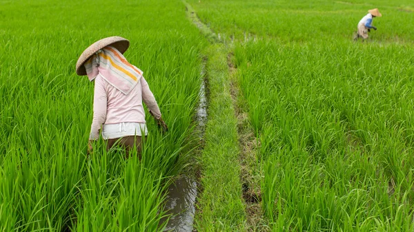 Agricultores indonésios nos campos de arroz . — Fotografia de Stock