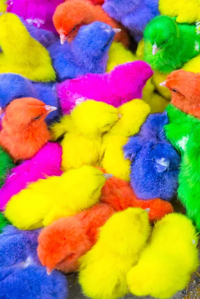 Pollos coloridos en una caja —  Fotos de Stock