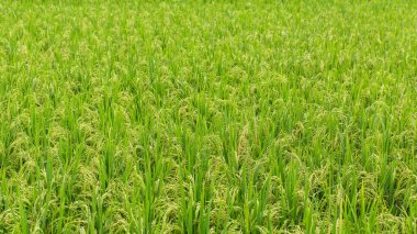 Pirinç tarlasında yeşil çimen