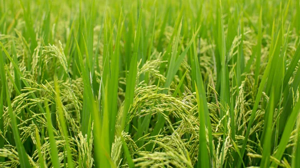 Herbe verte sur rizière — Photo