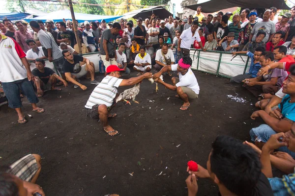 Lokale bevolking tijdens de traditionele hanengevechten — Stockfoto