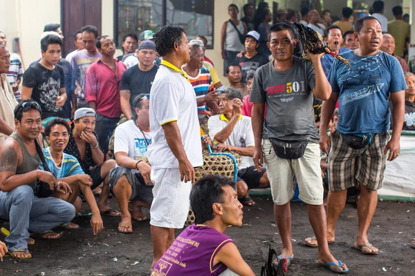 Yerliler sırasında geleneksel horoz dövüşü