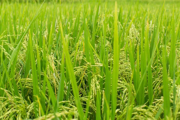 Champ de riz herbe verte — Photo