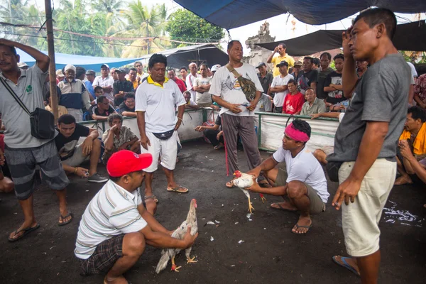 Locais durante a tradicional luta de galos — Fotografia de Stock