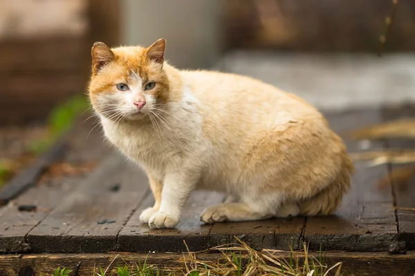 在院子里的红猫 — 图库照片
