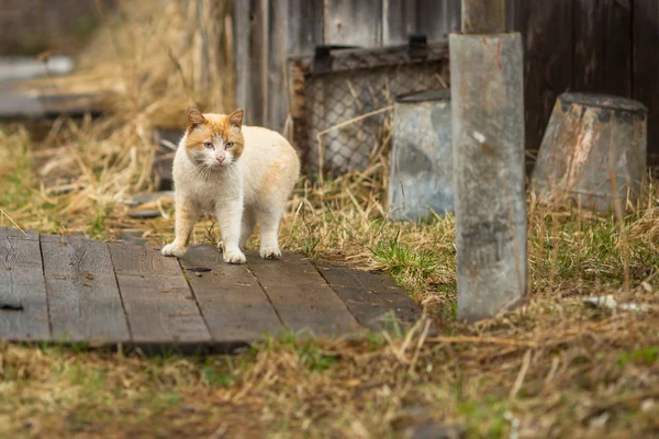 Big red stray cat walking — Stock Photo, Image