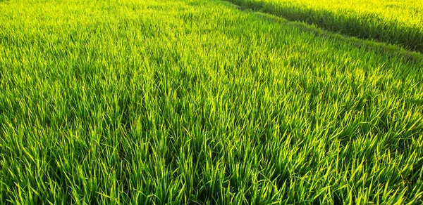 푸른 벼 밭 — 스톡 사진