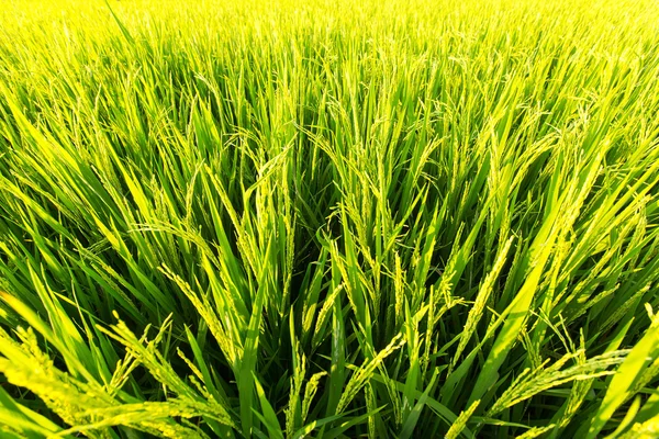 Zöld rizsültetvény — Stock Fotó