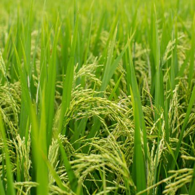 Yeşil pirinç tarlası